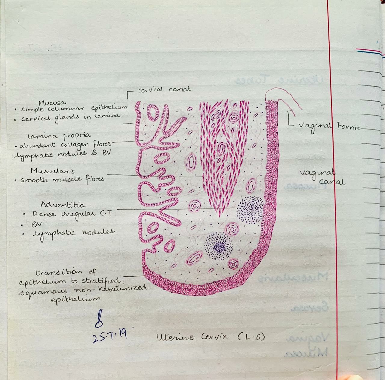 Uterus Histology Slides Labeled image.