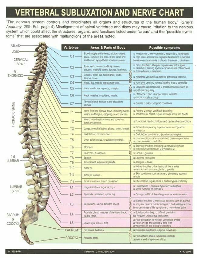 Nerve chart | Subluxation, Spine health, Chiropractic care