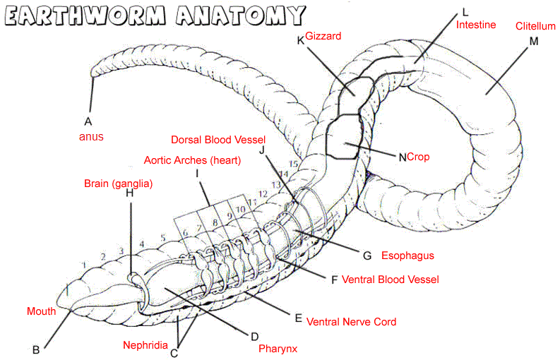 Labeled Diagram Of An Earthworm