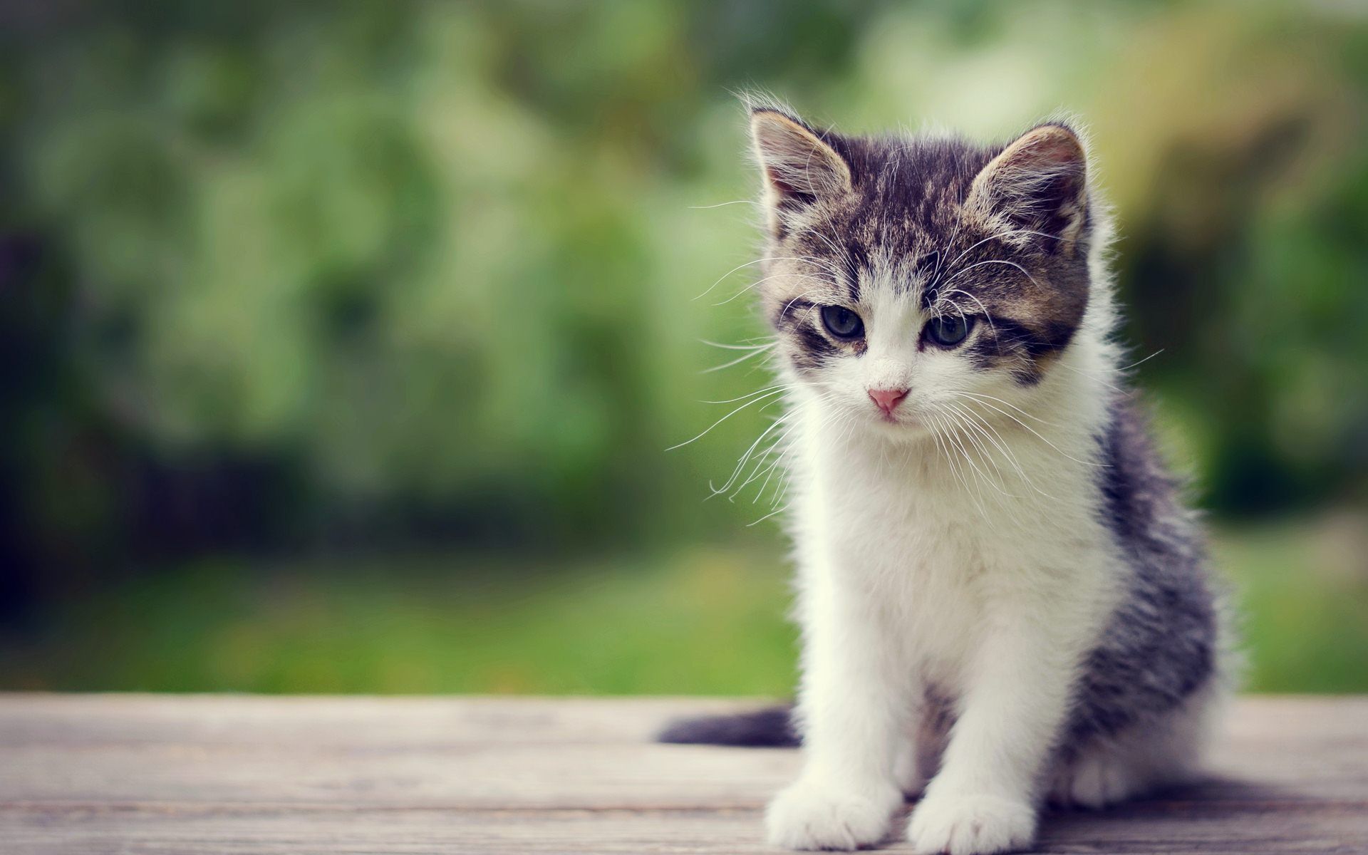 Cute Kitten Wallpaper - Bebas Belajar