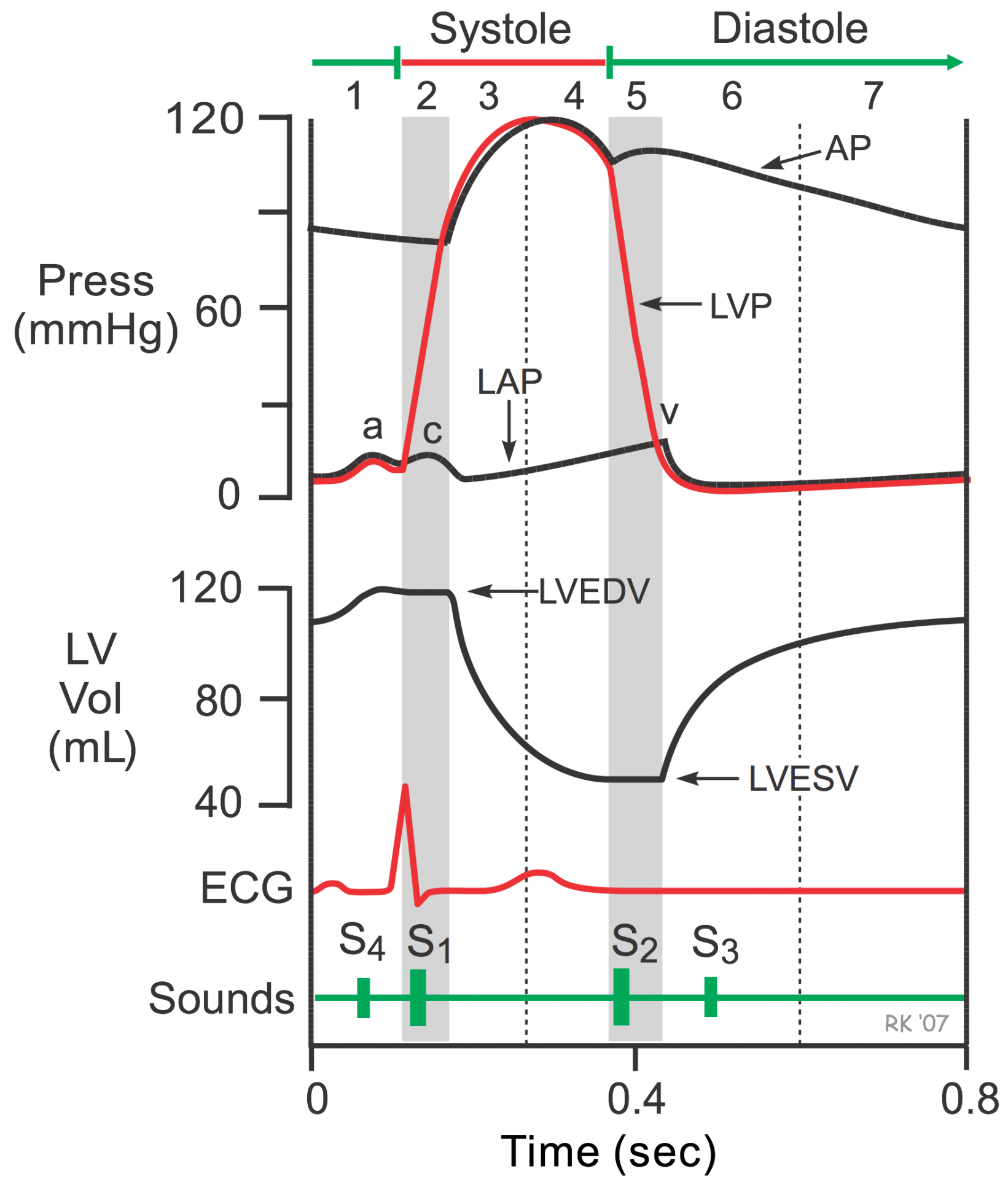 Cardiac cycle - Isovolumic Contraction In cardiac physiology ...