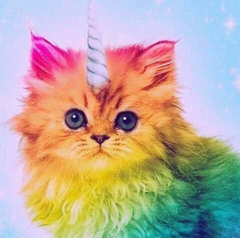 17 Best Images About Cats And Unicorns On Pinterest 787