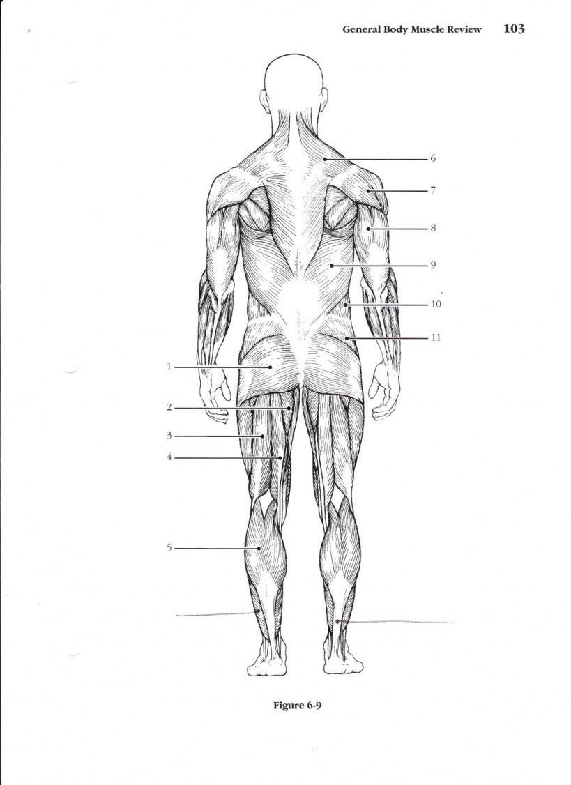 Muscular System Labeling Worksheet