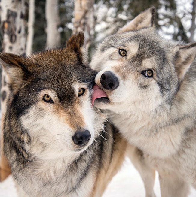 Colorado Wolf and Wildlife Center | Wolf dog, Wolf spirit animal, Wolf ...