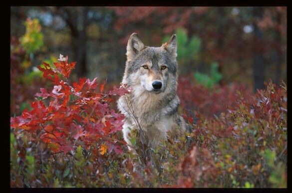 #nature Wolf Photos, Wolf Pictures, Wolf Love, Grey Wolf, Fox Quotes ...