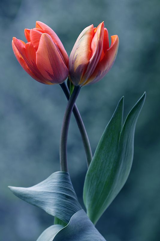 Tulips Flowers, Flowers Nature, Amazing Flowers, My Flower, Flower Art ...