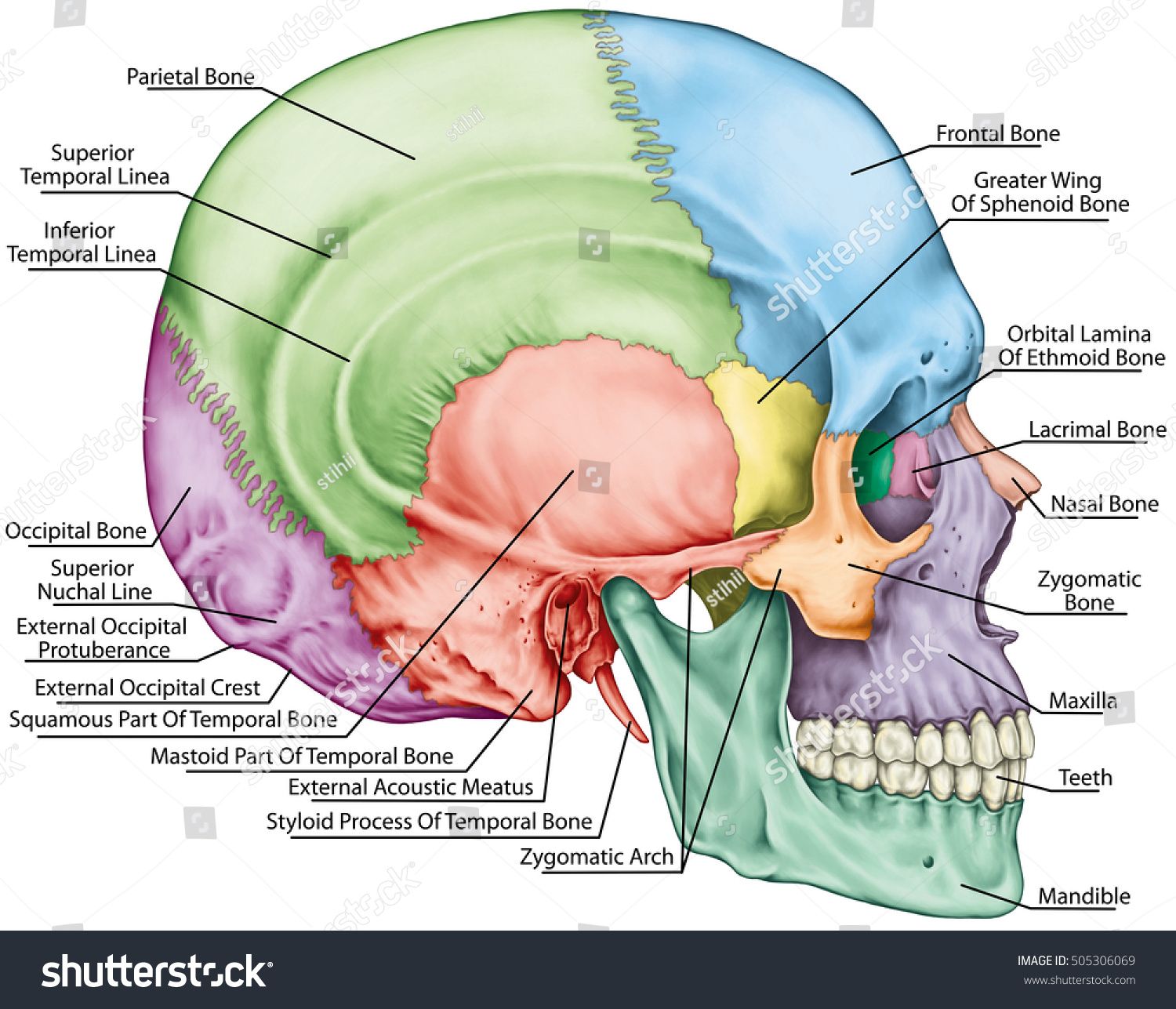 Sphenoid bone of the human skull – Artofit