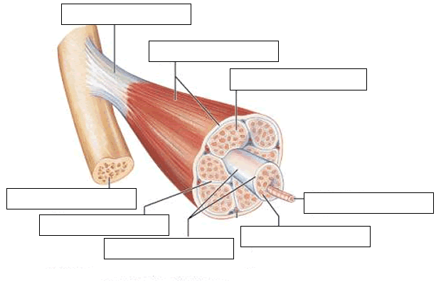 Skeletal Muscle Fiber Diagram