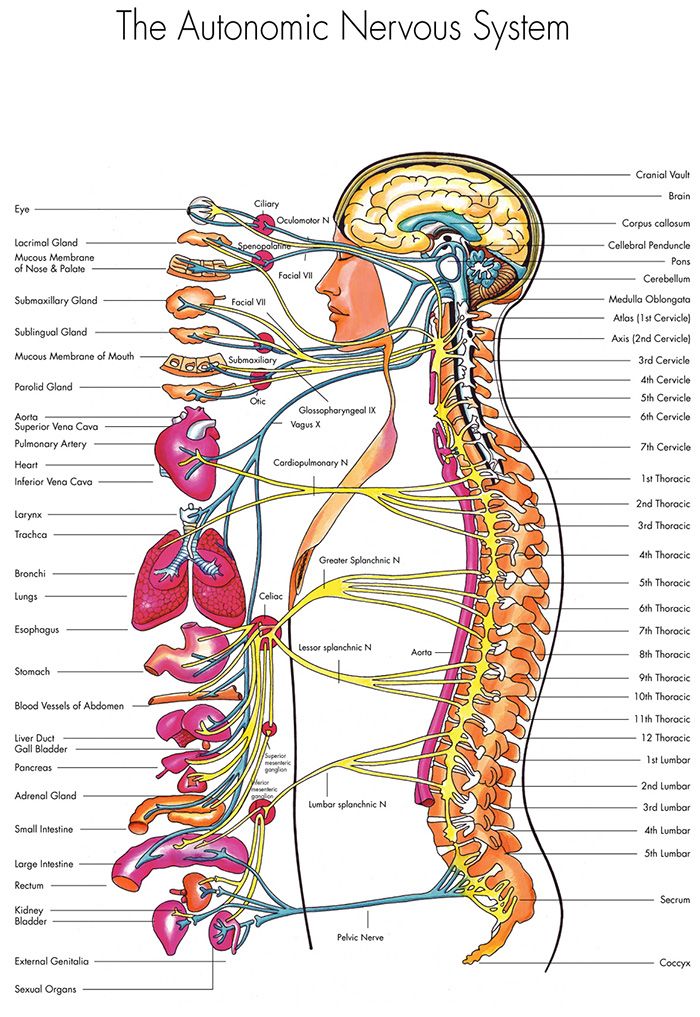 Imagine similară | Autonomic nervous system, Nervous system, Subluxation