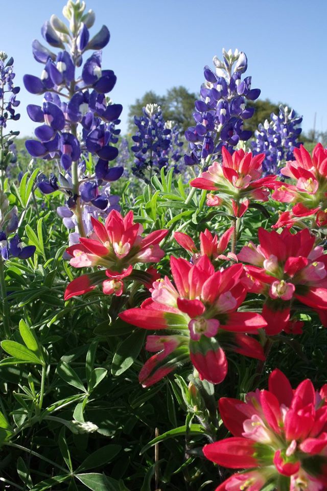 March 2017 - Striking blooms of Texas bluebonnet and Texas paintbrush ...