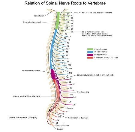 Everything you need to know about brachial plexus injuries – Artofit