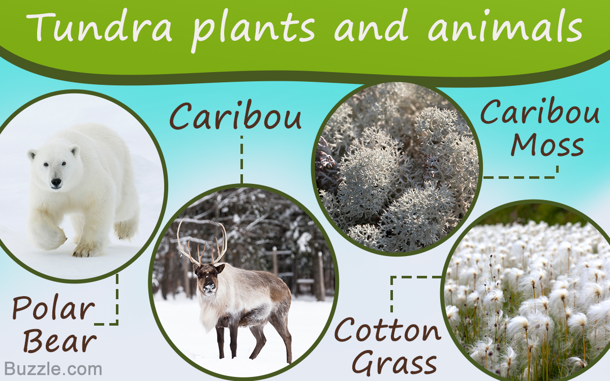 Tundra animals and plants facts