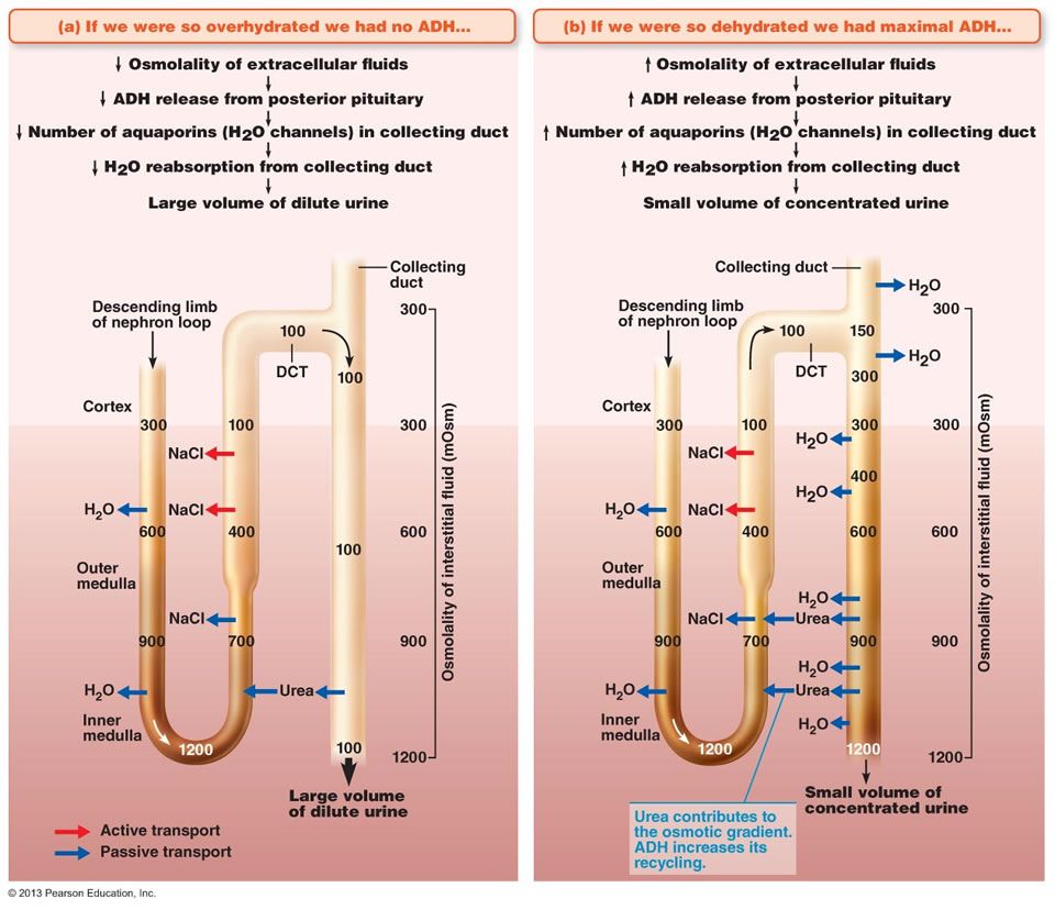 The Urinary System | Anatomy and physiology, Physiology, Extracellular ...