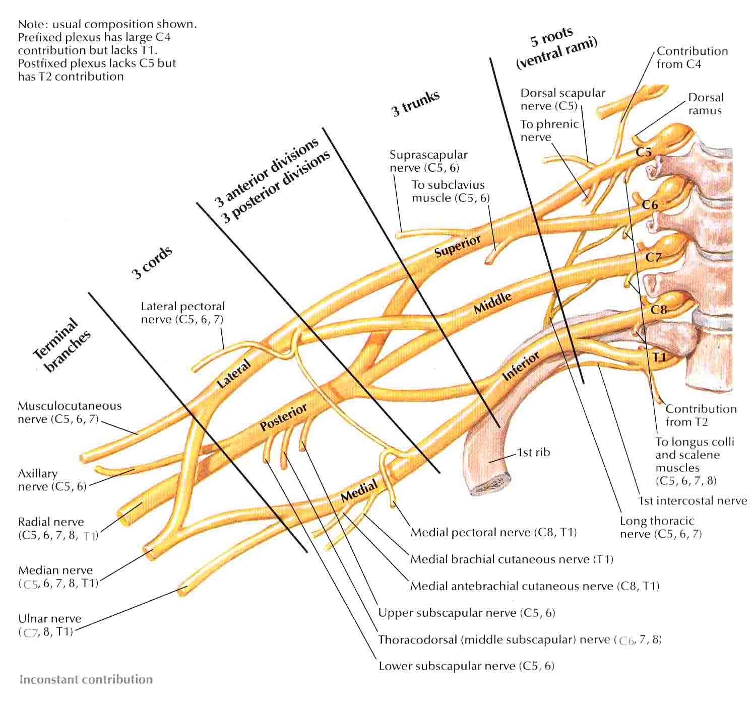 Ulnar Nerve Roots Brachial Plexus