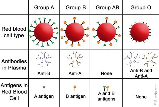 Antigen Antibody Blood Type Agglutination Chart