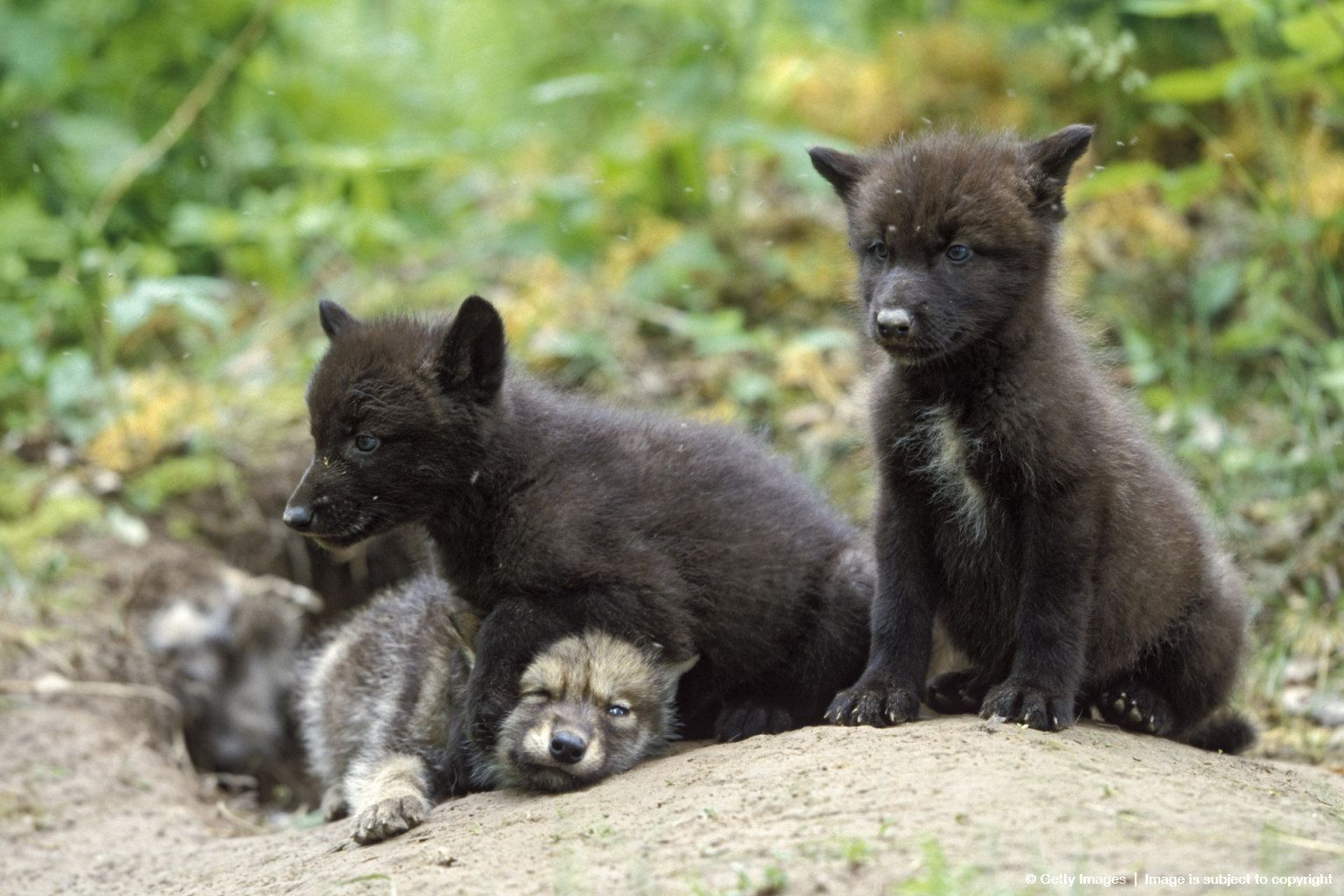 Wolf (Canis lupus) pups at den, North America | Wolf spirit, Wolf, Animals