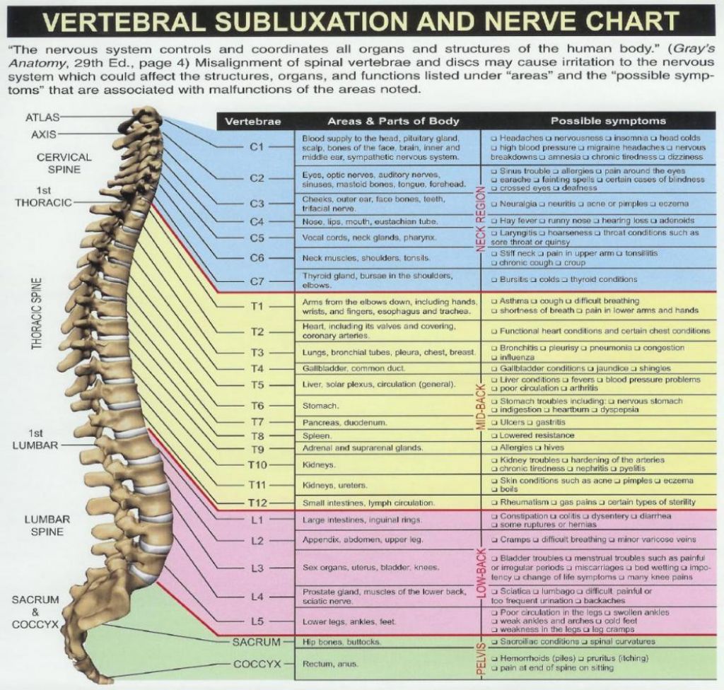 Chart Of Nerves From Spine