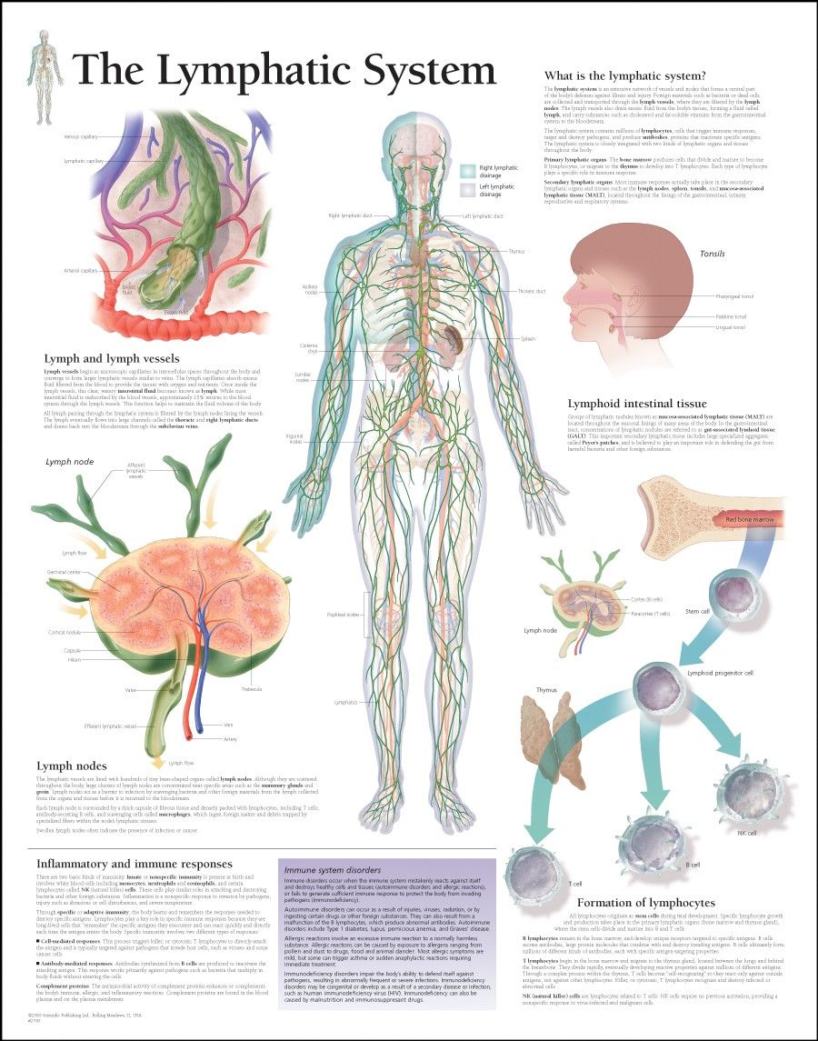 Lymphatic System Worksheet Answers