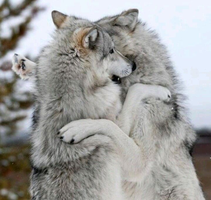 Pair of wolves playing | Wolf dog, Wolf love, Beautiful wolves