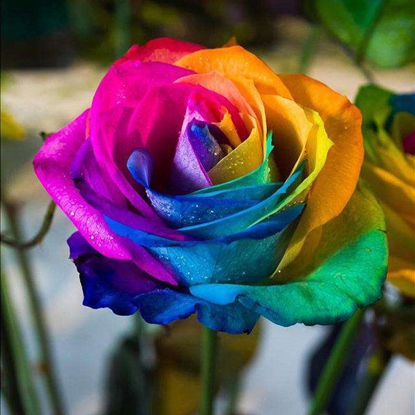 100Pcs Blue Rainbow Rose Seed Potted Ornamental Plants Garden Bonsai ...