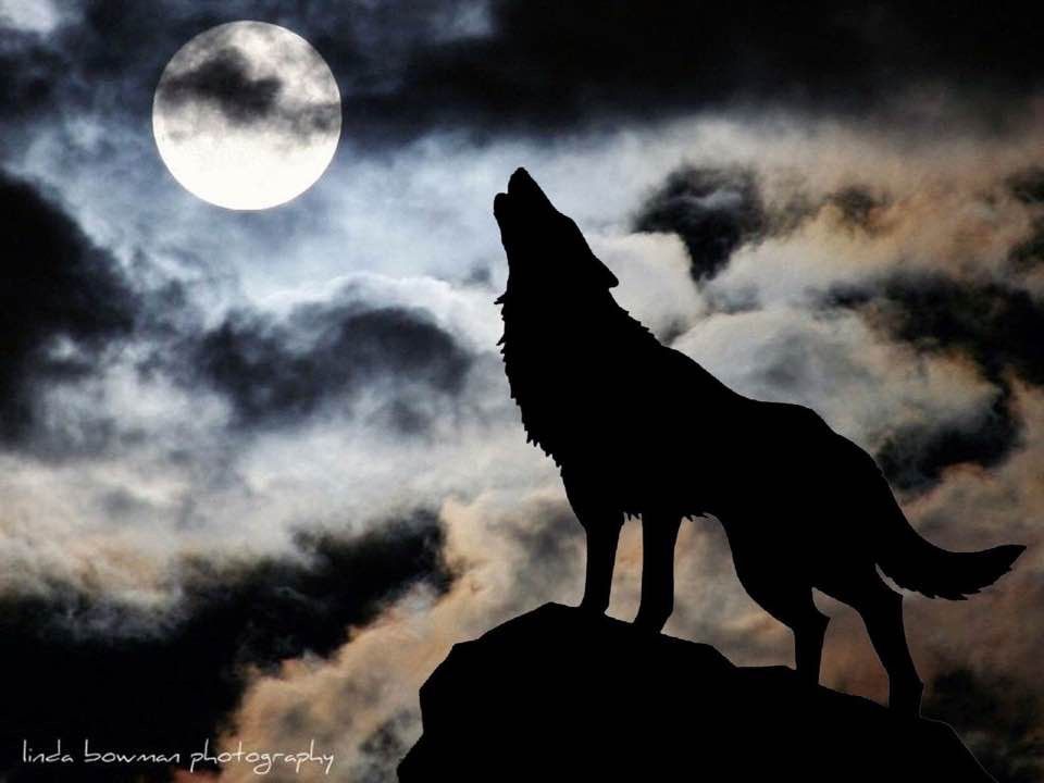 Anime Wolf, Wolf Spirit, Spirit Animal, Beautiful Wolves, Animals ...