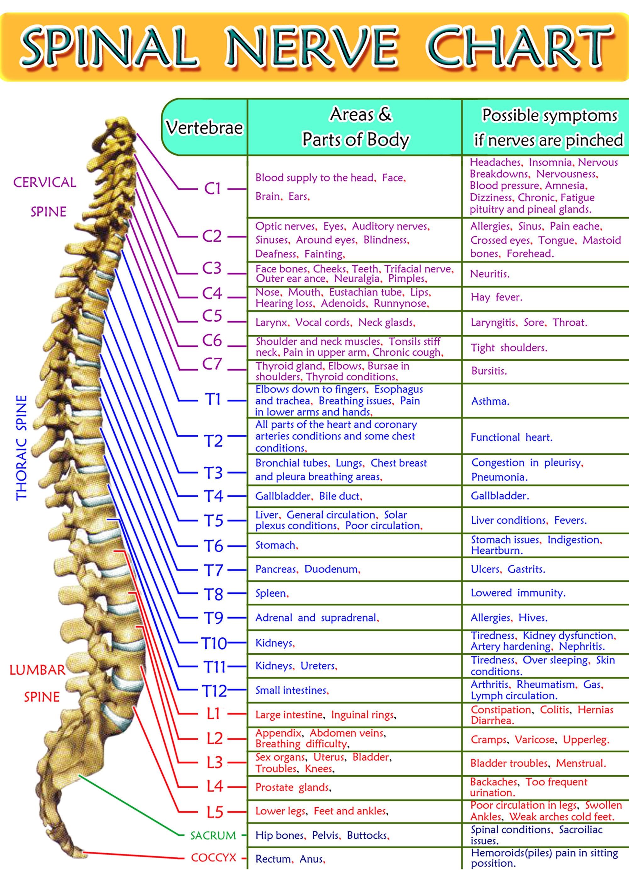 Spine Chart And Nerves