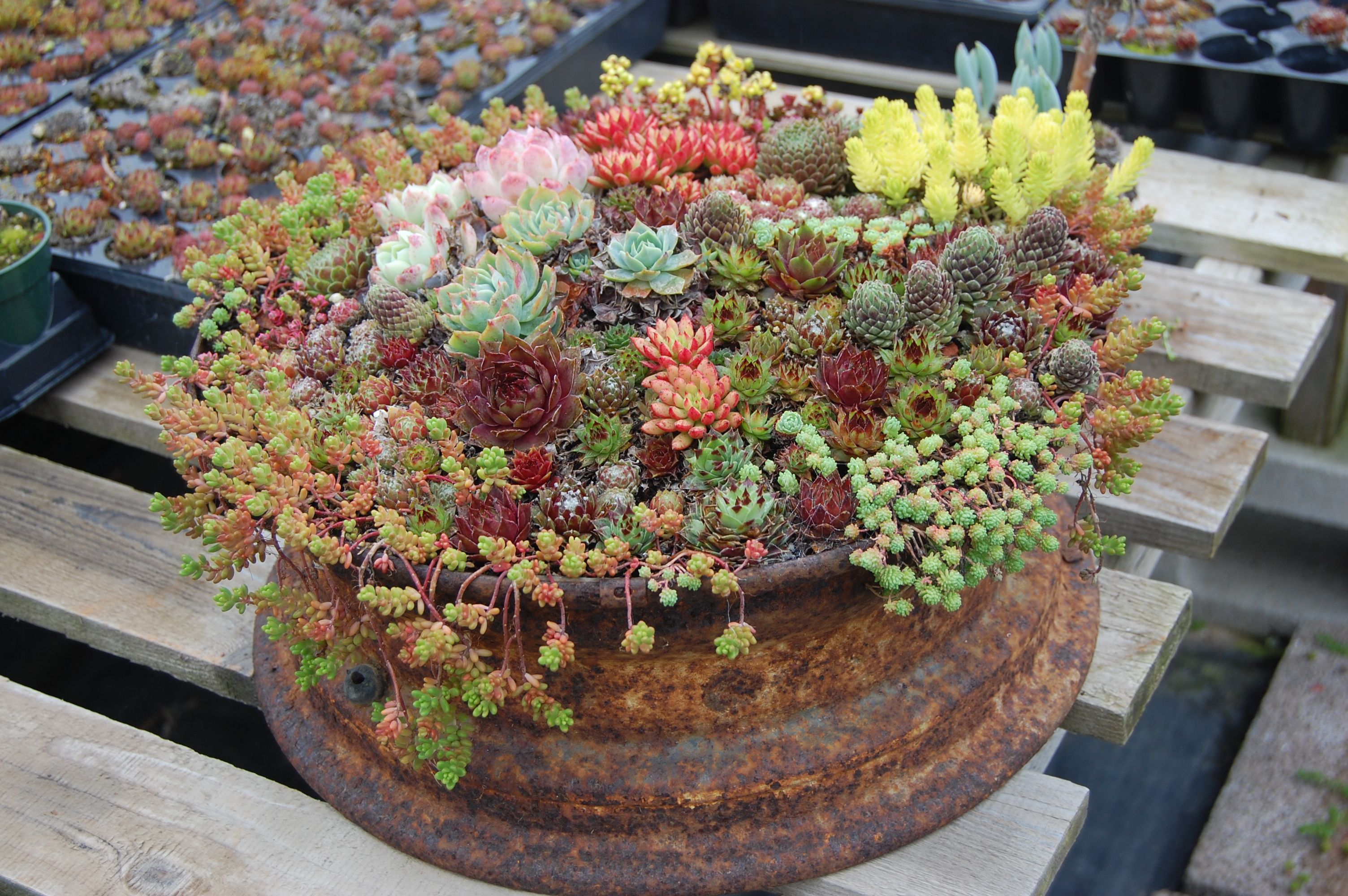 Succulent Container Gardens Succulent garden design, Succulents