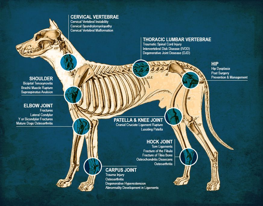 Knee Joint Anatomy, Dog Anatomy, Cervical Vertebrae, Radiographer, Cat ...