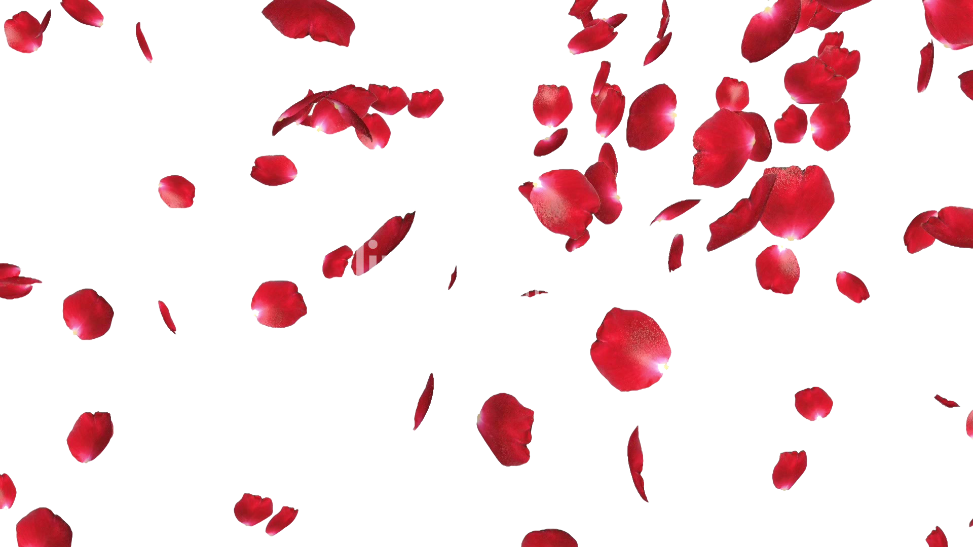 Rose Petals Png File Png Mart Rose Petals Falling Red Rose Petals Red Petals