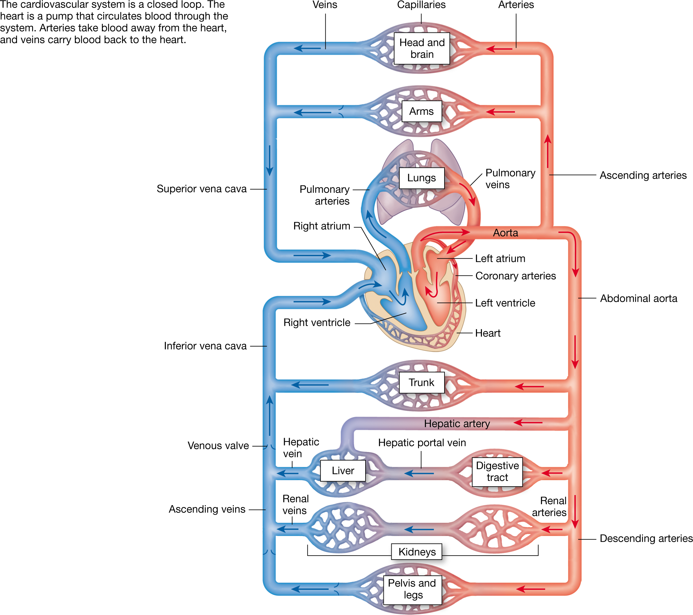 Overview of the Cardiovascular System