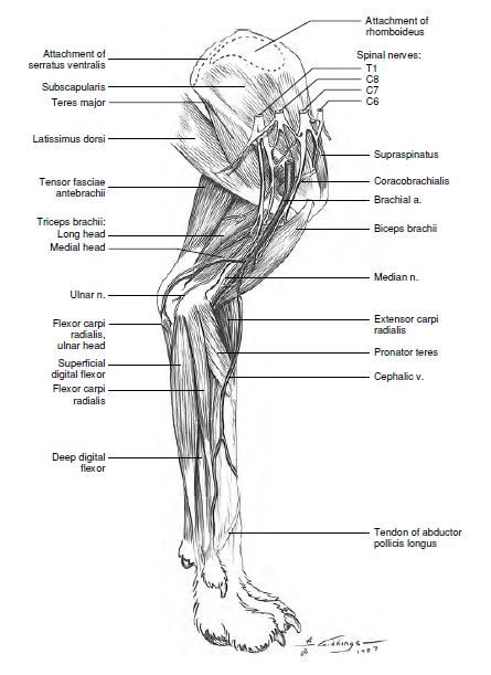 vet student - microbiology maniac (Subcutaneous Musculature of the ...