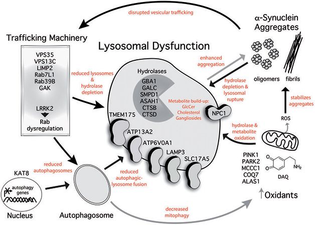 Our Parkinson's Place: Small Molecules Liven Up Lethargic Lysosomes in ...