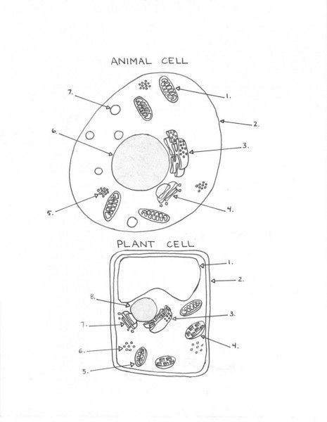 Plant And Animal Cell Diagram Worksheet: | Ciencias