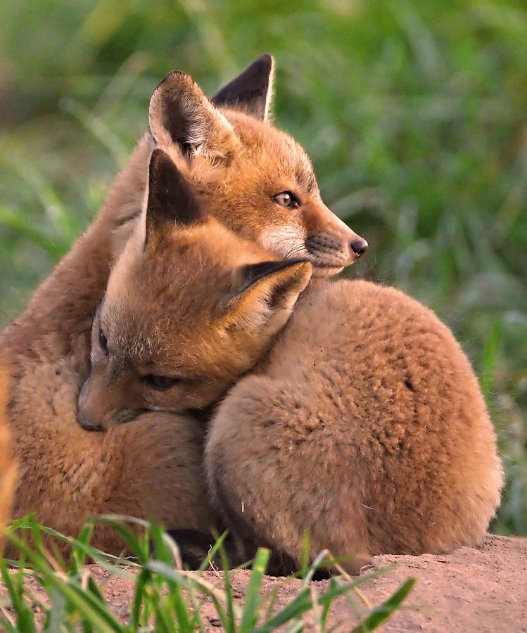 Fox Cubs Cuddle by William Jobes | Animal hugs, Animals, Cute animals