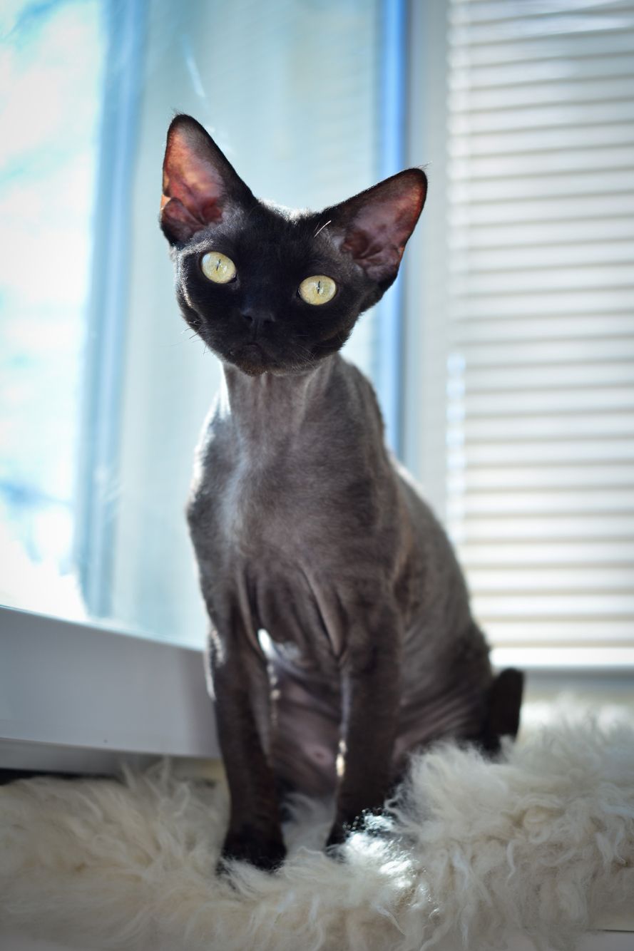  Black  Drago Devon  Rex  Cute animals Devon  rex  Feline