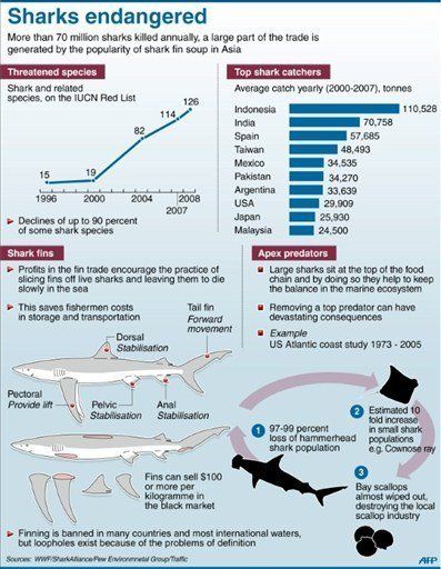 Graphic on the endangered shark populations worldwide | Shark facts ...