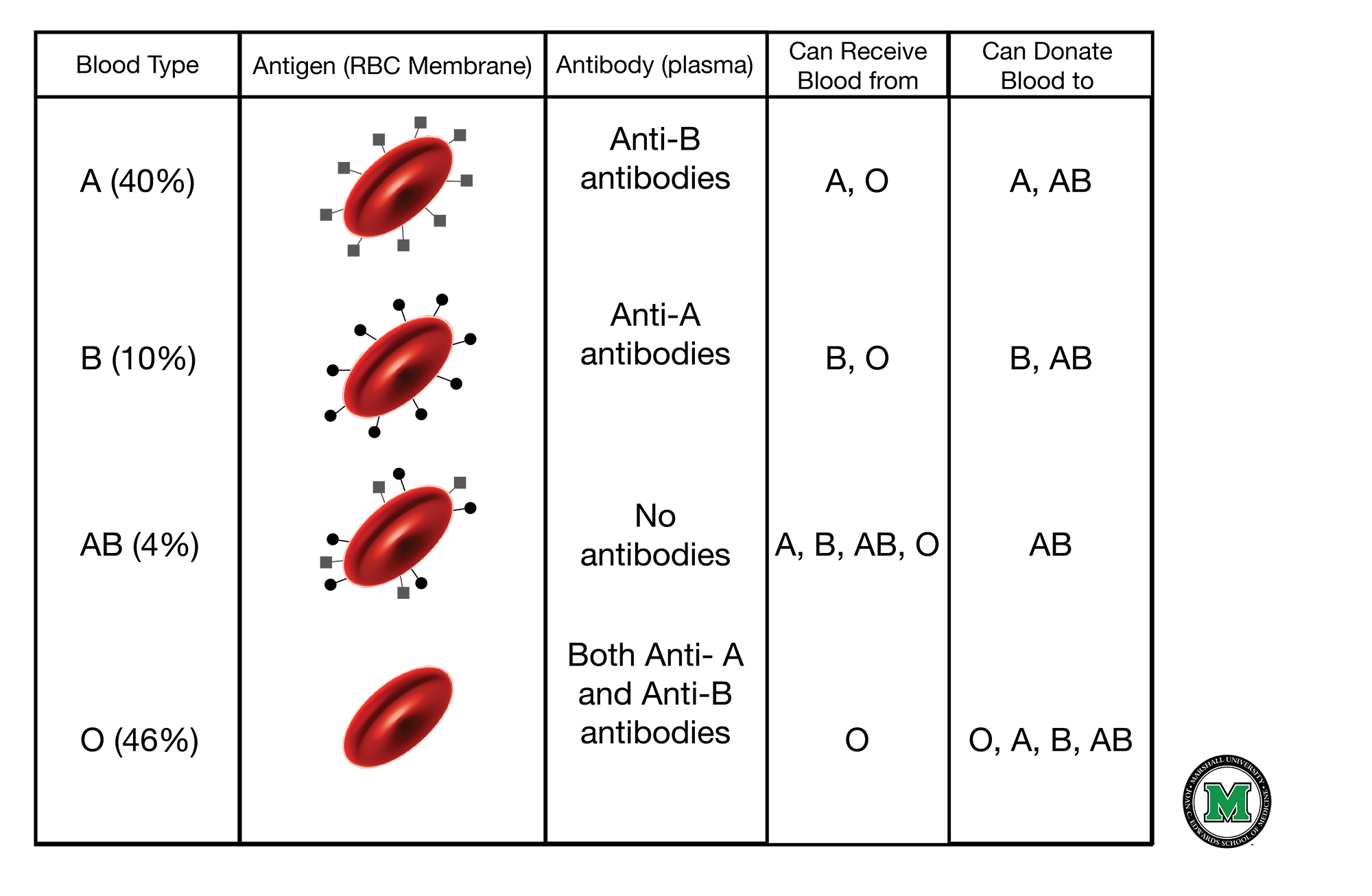 Genetics Of Blood Type Worksheet