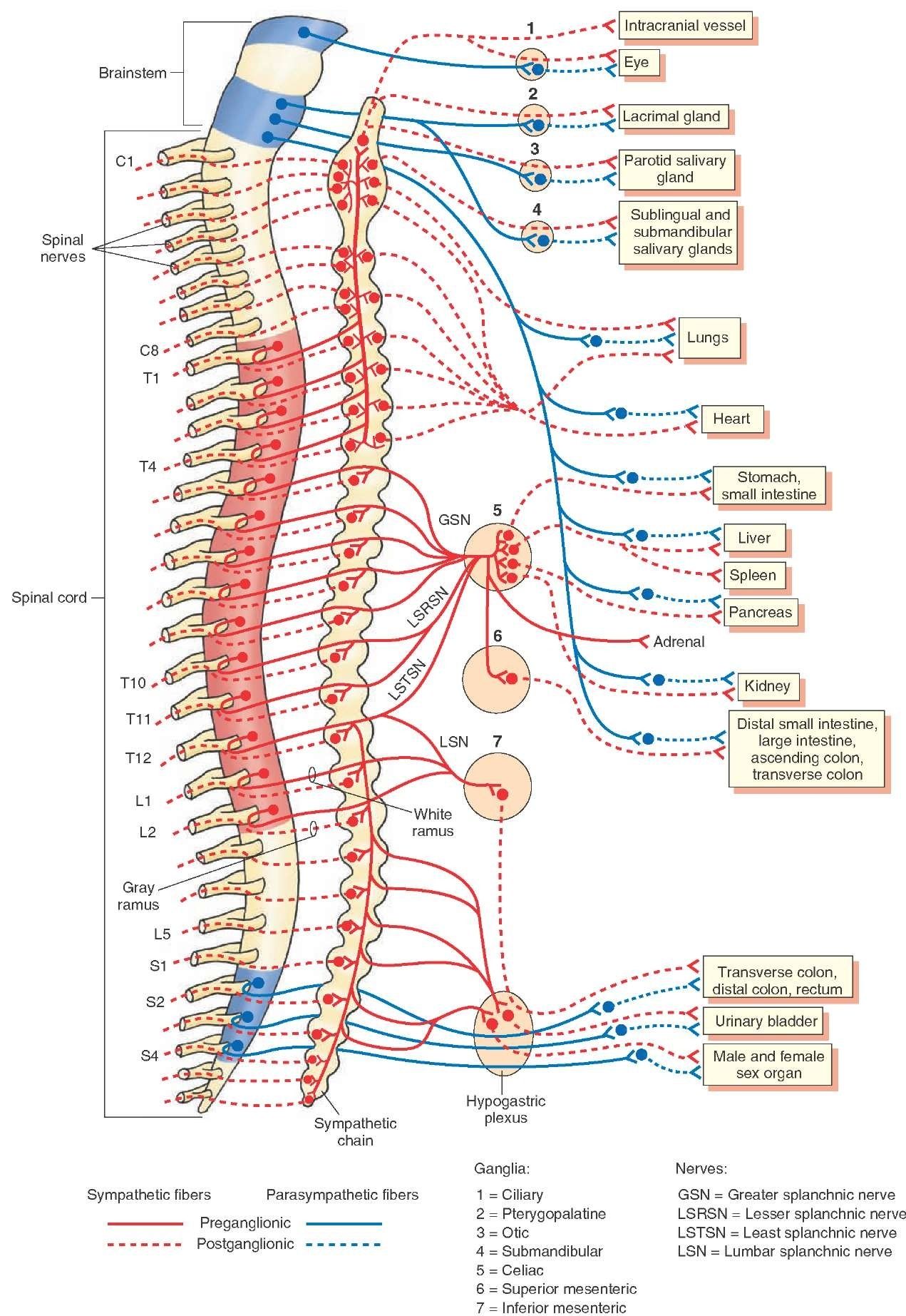 Circuits Box Diagram Nerves And Muscles