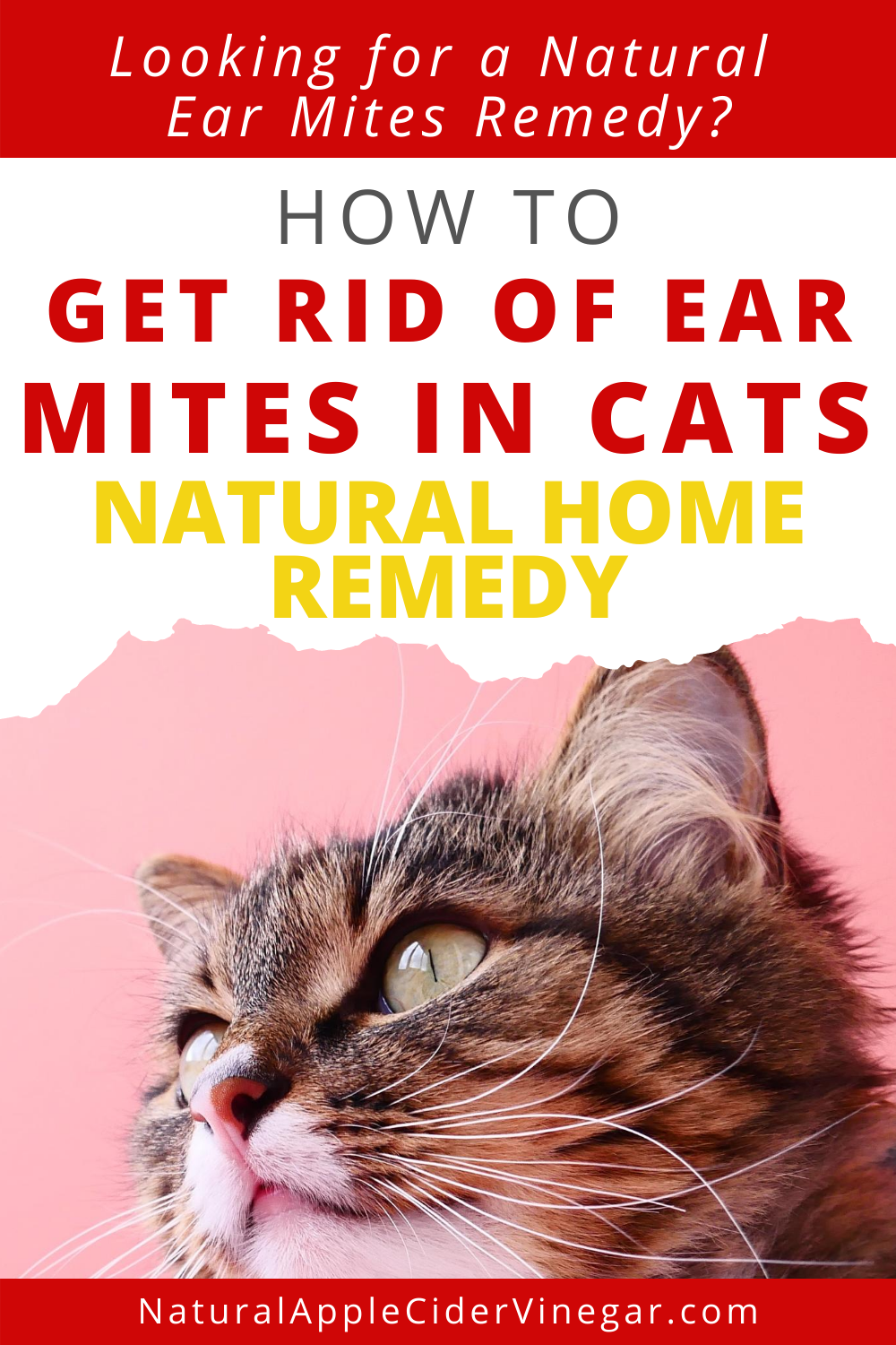 How to Get Rid of Ear Mites in Cats - Natural Home Remedy - All Natural