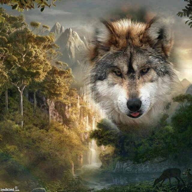 Beautiful | Wolf pictures, Wolf photos, Wolf images