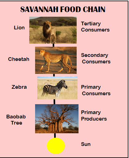 African Savanna Food Chain Diagram