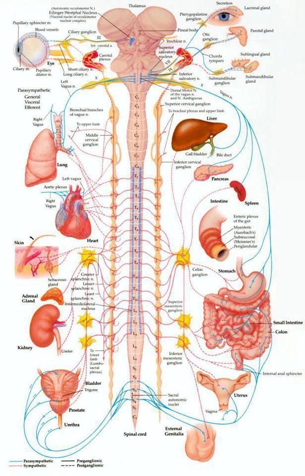 Your spine protects the wiring to all of the organs of your body. Check ...