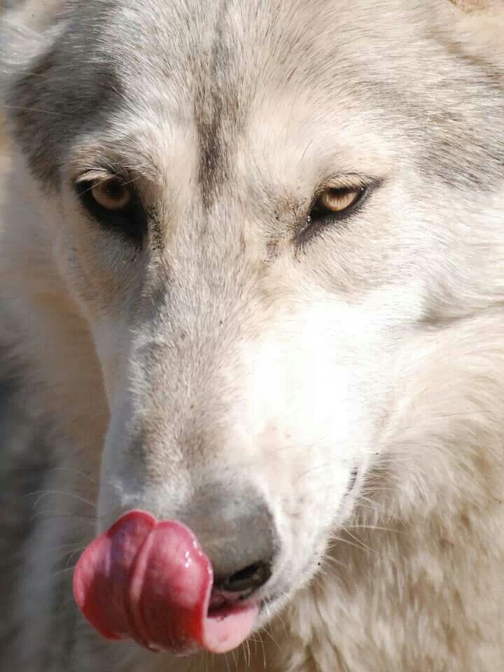 British Timber Dog