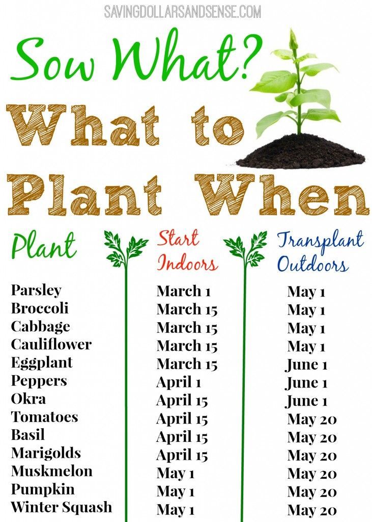 Check out this handy gardening chart to know when to start growing your ...