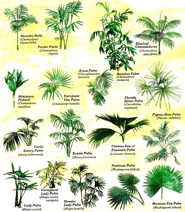 Identification Types Of Palm Trees Chart