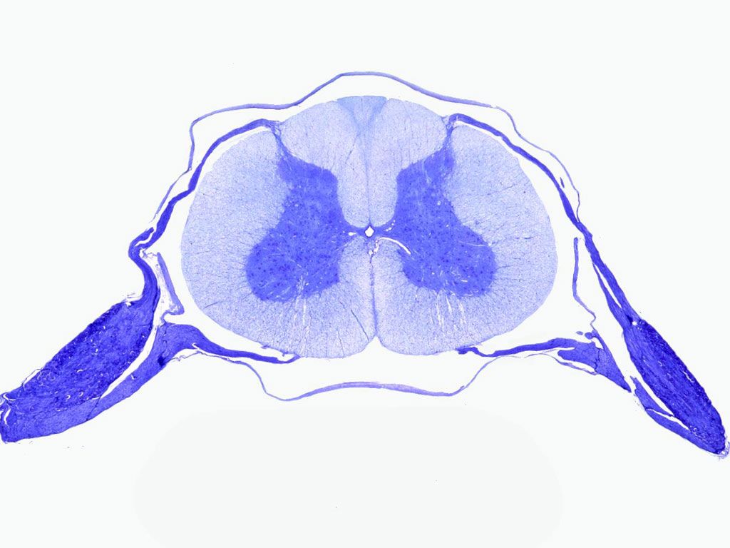 Spinal Cord Cross Section Diagram Unlabeled