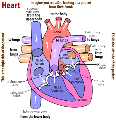 Heart diagram | Circulatory system for kids, Heart diagram, Human heart ...