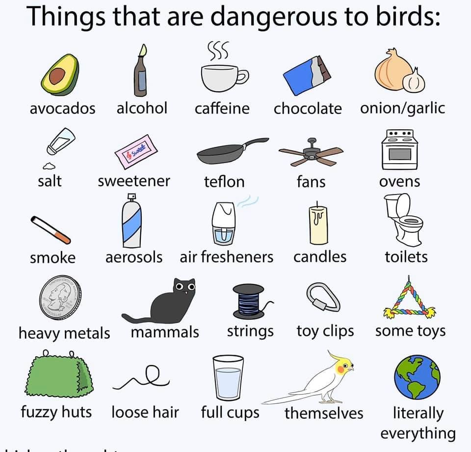 Things that are dangerous to african grey parrot – Artofit