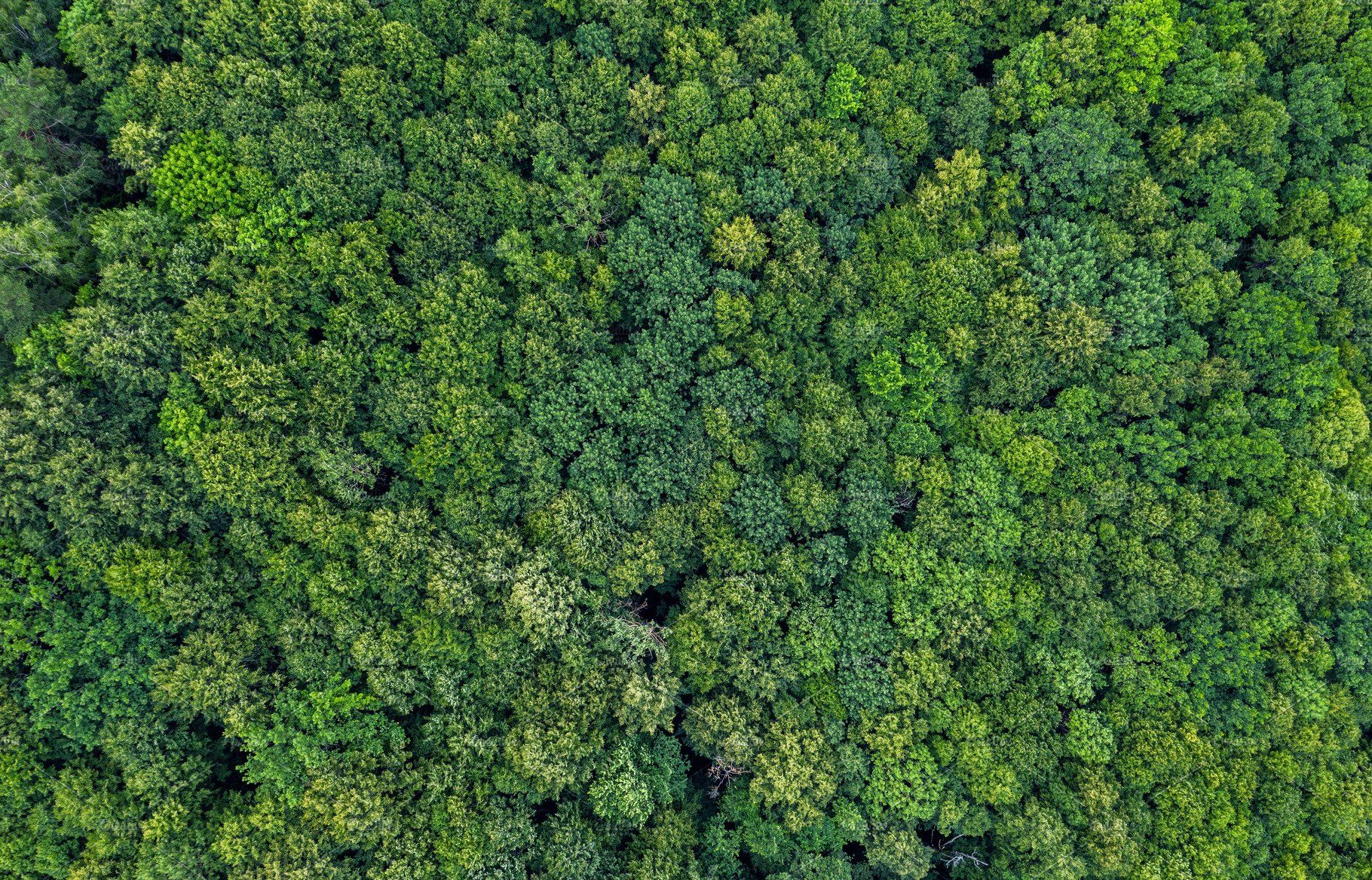 forest top view texture | Trees top view, Landscape architecture ...