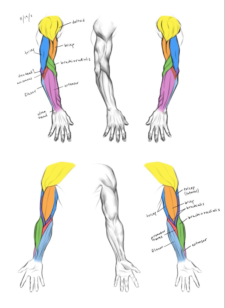 Arm anatomy – Artofit